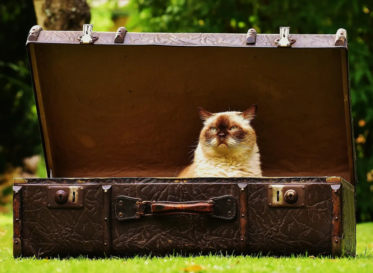 Ferry Packing Checklist: What to Keep in Your Hand Luggage and Car